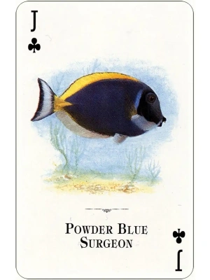 картинка Карты "Aquarium of the Natural World Playing Cards" от магазина Gamesdealer.ru