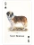 картинка Карты "Dogs of the Natural World Playing Cards" магазин Gamesdealer.ru являющийся официальным дистрибьютором в России картинка Карты "Dogs of the Natural World Playing Cards" от магазина Gamesdealer.ru